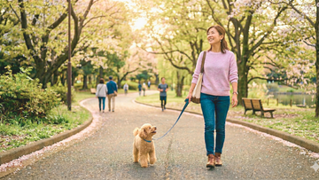 小型犬の散歩におすすめの持ち運びアイテム5選｜コンパクトで便利なグッズまとめ