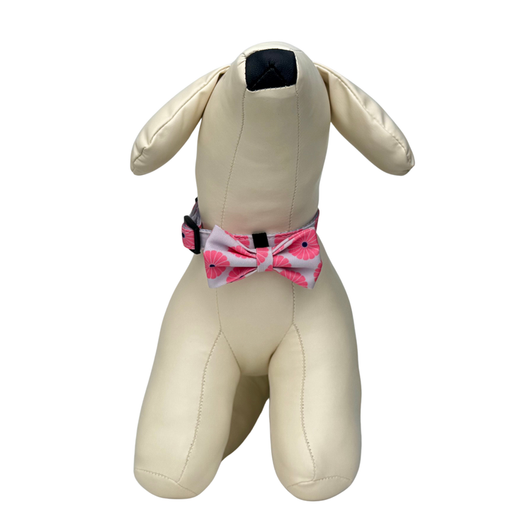 キュートボータイ＆首輪-ハナアカリ